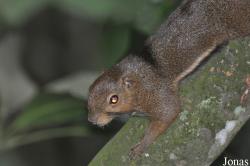 Callosciurus nigrovittatus