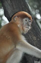 Singapore Zoo