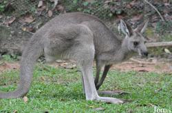 Singapore Zoo