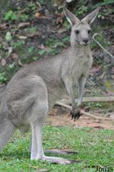 Singapore Zoo