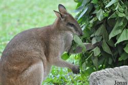 Singapore Zoo