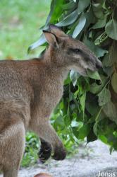 Singapore Zoo