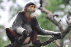 Singapore Zoo