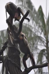 Singapore Zoo