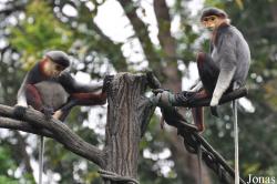 Singapore Zoo