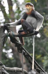 Singapore Zoo