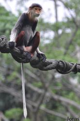 Singapore Zoo