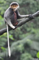 Singapore Zoo