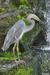 Jurong Bird Park