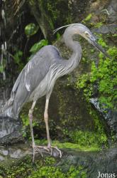 Ardea sumatrana