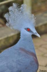 Jurong Bird Park