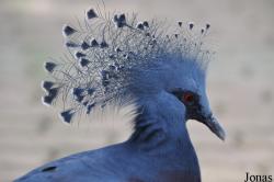 Jurong Bird Park