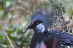Jurong Bird Park