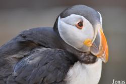 Fratercula arctica