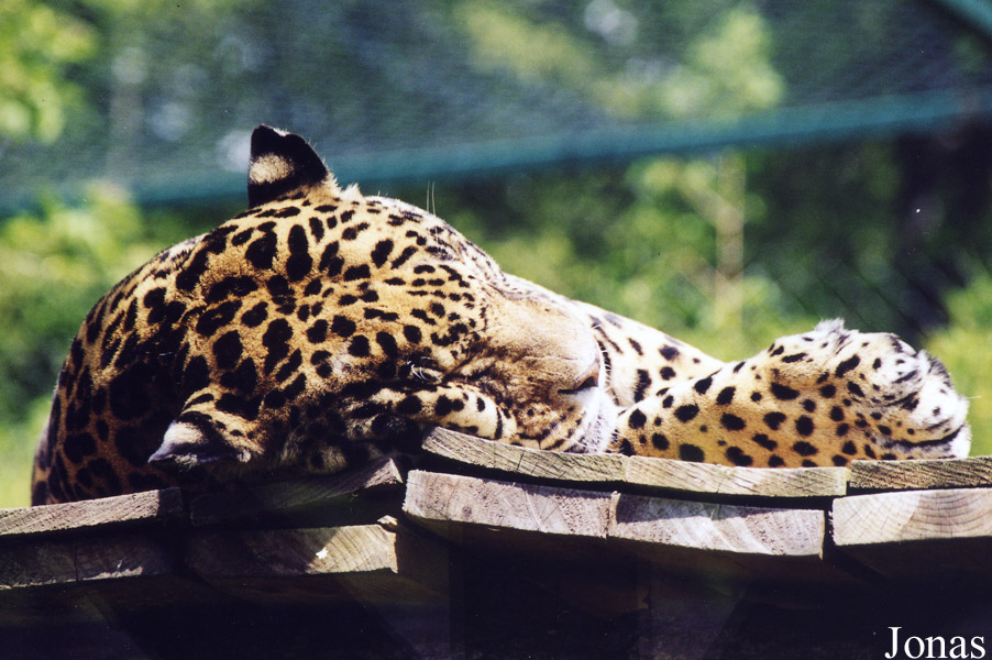 Zoo d'Amnéville