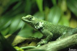 Sceloporus malachiticus
