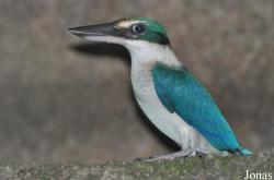 Jurong Bird Park