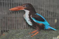 Halcyon smyrnensis