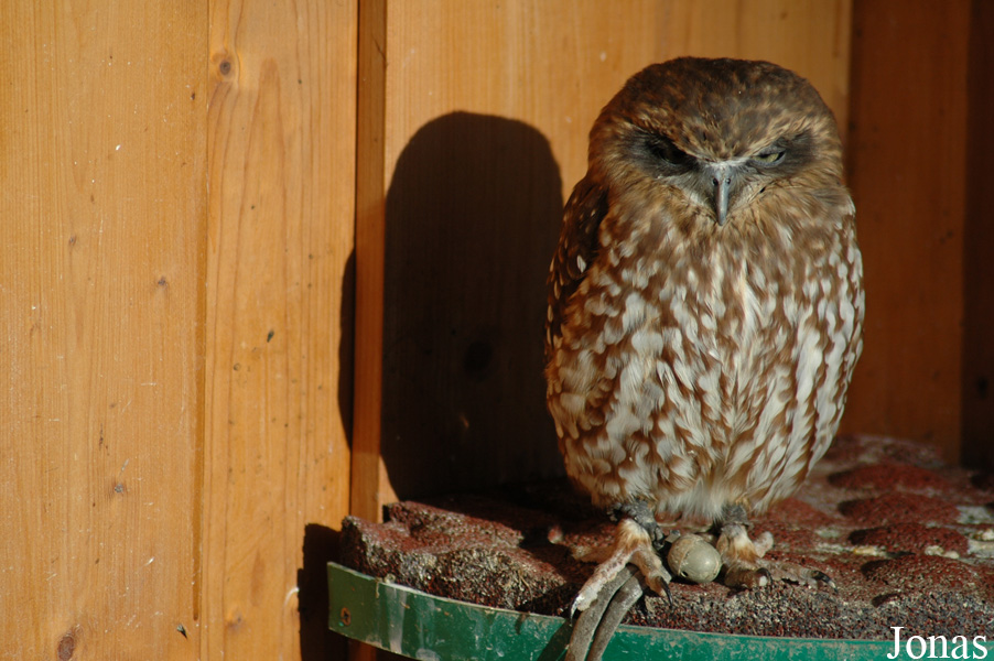 Neunkircher Zoologischer Garten