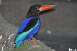 Halcyon cyanoventris
