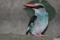 Jurong Bird Park