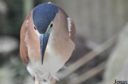 Jurong Bird Park