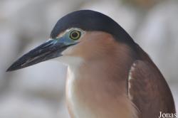 Nycticorax caledonicus