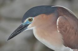 Jurong Bird Park