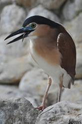 Jurong Bird Park