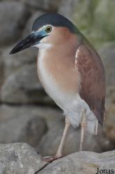 Jurong Bird Park