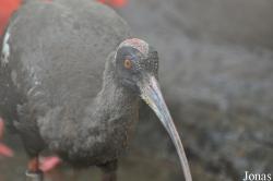 Jurong Bird Park