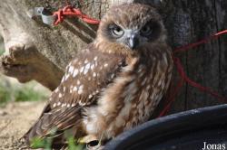 Ninox novaeseelandiae
