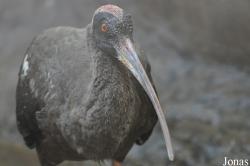 Jurong Bird Park