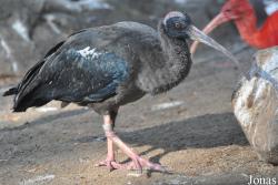 Jurong Bird Park