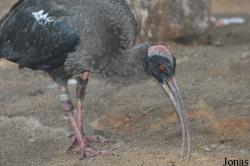 Jurong Bird Park