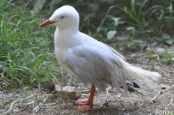 Chroicocephalus novaehollandiae