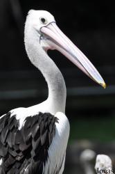 Jurong Bird Park