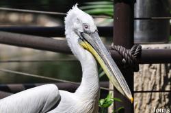 Jurong Bird Park