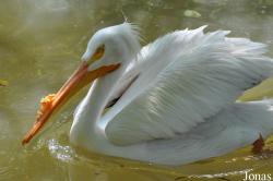 Pelecanus erythrorhynchos