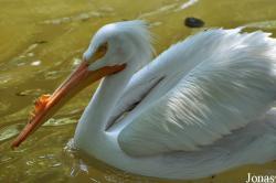 Jurong Bird Park