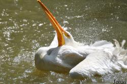 Jurong Bird Park