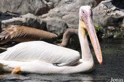 Jurong Bird Park