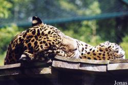 Zoo d'Amnéville