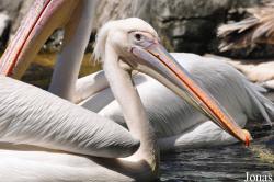 Jurong Bird Park