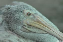 Pelecanus philippensis