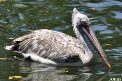 Jurong Bird Park