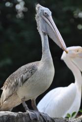 Jurong Bird Park