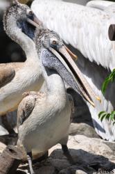 Jurong Bird Park