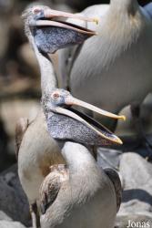 Jurong Bird Park