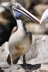 Jurong Bird Park